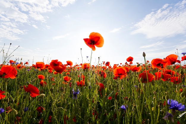 Fantástica vista del maravilloso campo de amapolas a finales de mayo. Hermosa floración iluminada por el sol de verano flores silvestres rojas contra el cielo azul brillante con nubes blancas hinchadas. Concepto de belleza y ternura de la naturaleza.