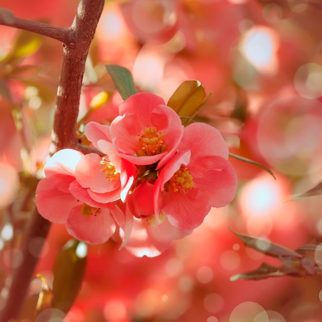 Fantástico fondo rosa natural de primavera o verano con lugar de membrillo japonés floreciente para texto imagen borrosa enfoque suave