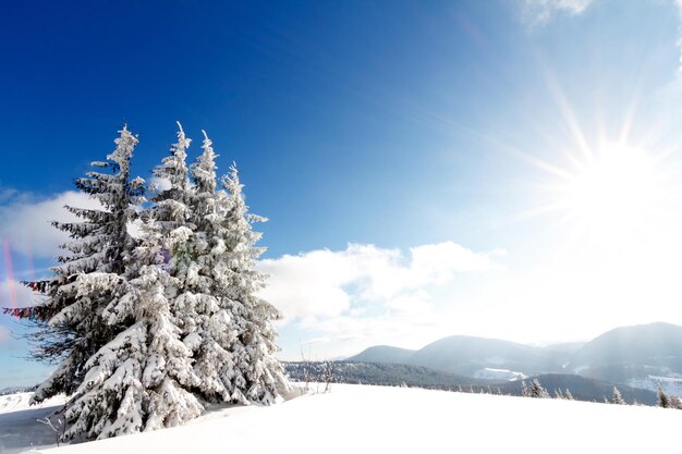 Fantástico paisaje invernal Cielo azul Cárpatos Ucrania Europa Mundo de belleza