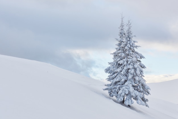 Fantástico paisaje de invierno con un árbol de nieve. Cárpatos, Ucrania, Europa