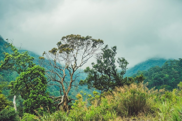 Foto fantástico paisaje de las montañas de dalat