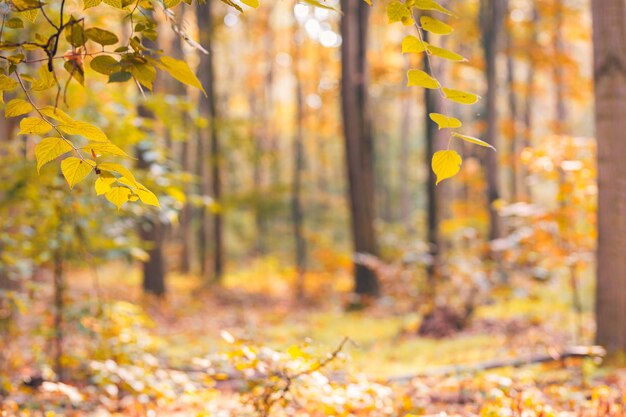 Fantástico paisaje otoñal. Bosque escénico cálido sol camino idílico hojas doradas naturaleza