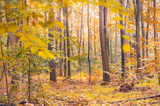 Fantástico paisaje otoñal. Bosque escénico cálido sol camino idílico hojas doradas naturaleza