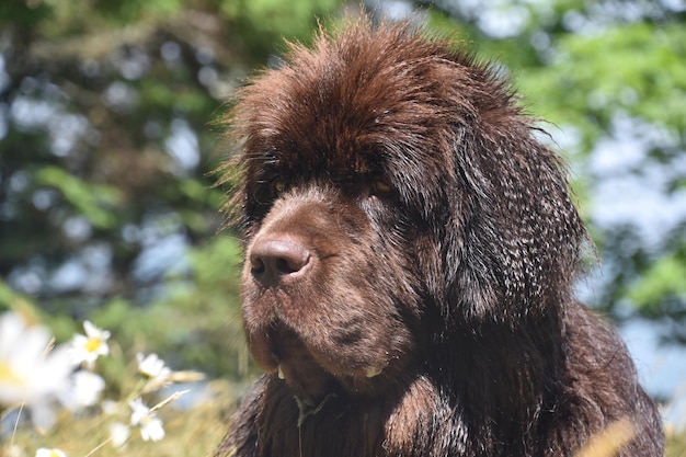 Fantástico perro Terranova marrón chocolate durante el verano.