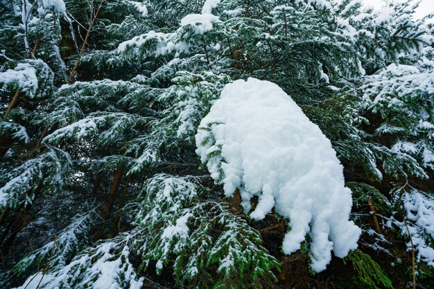 Fantásticos galhos verdes e fofos de árvores de natal cobertos de neve branca na floresta de abetos das montanhas dos cárpatos em um dia ensolarado