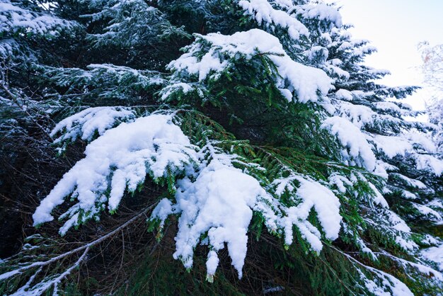 Fantásticos galhos verdes e fofos de árvores de Natal cobertos de neve branca na floresta de abetos das montanhas dos Cárpatos