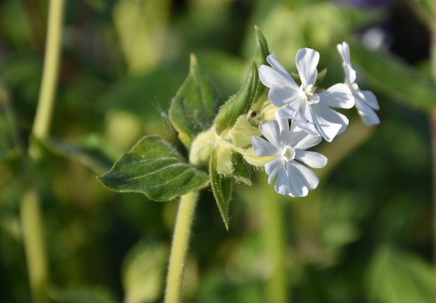 Foto fantastisch blühende weiße phlox-bossoms im frühling