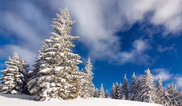 Fantastische Winterlandschaft Blauer Himmel Karpaten Ukraine Europa Welt der Schönheit