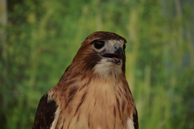 Fantastischer Blick auf einen Greifvogel aus nächster Nähe in freier Wildbahn.