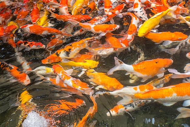 Fantastischer Karpfen bunt hell auf dem Wasser Lebensmittel essend.