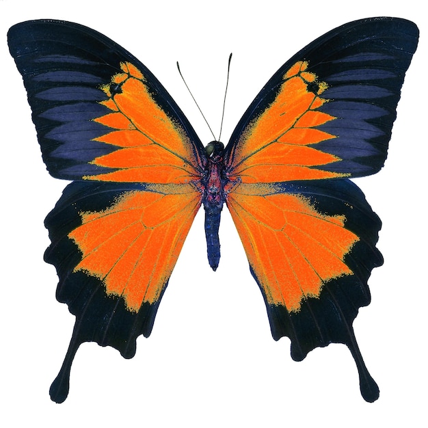 Fantastischer Schmetterling getrennt auf Weiß