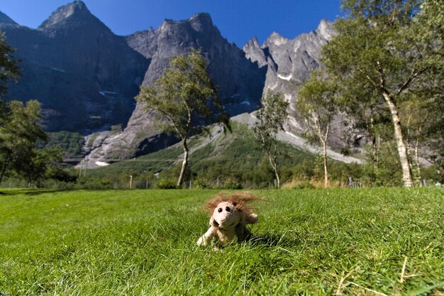 Foto fantoche num campo