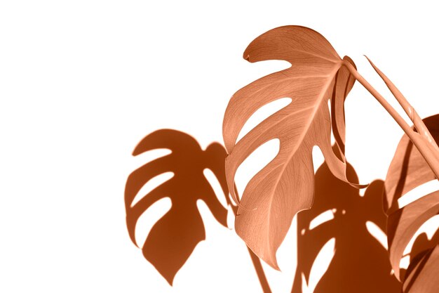 Farbe des Jahres 2024 Peachy Fuzz Monstera deliciosa Blätter oder Schweizer Käsepflanze