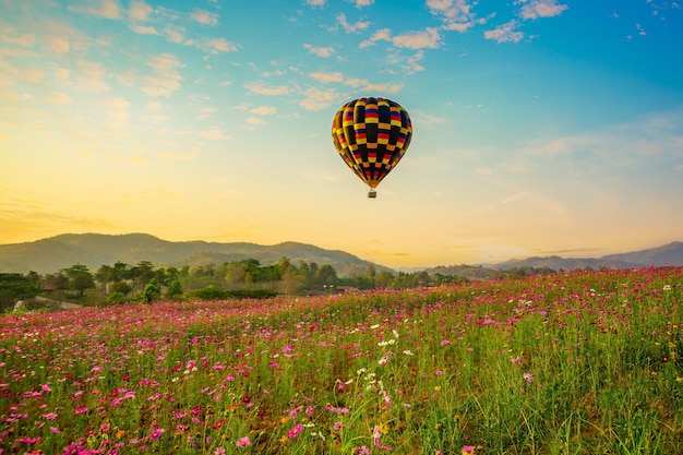 Farbe Heißluftballon über rosa Kosmos Blumengarten, Heißluftballon, Fliegen, Sonnenuntergang, Thailand,