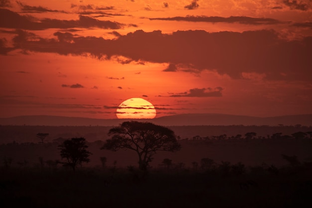 Foto farben der serengeti