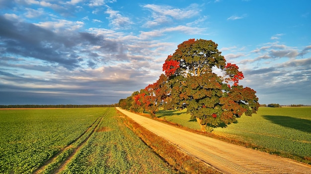 Farben des Herbstes Ahornbäume Feldweg Landwirtschaft Felder Ländliche Landschaft im Herbst Sonniger Morgen im September
