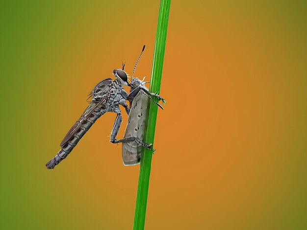 Foto farben raubtier schaut in die kamera wunderschön keine menschen flügel insekten biologie japanische photogra