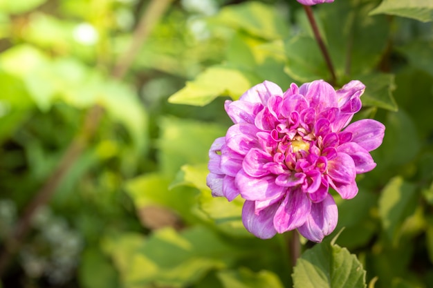 farbenfrohe Blumen