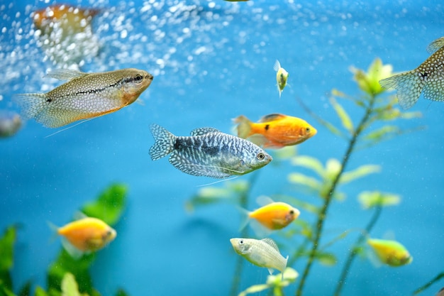 Farbenfrohe exotische Fische schwimmen im tiefblauen Wasseraquarium mit grünen tropischen Pflanzen