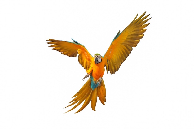Farbenfroher fliegender Blau-Gold-Mara-Papagei isoliert auf weißem Hintergrund