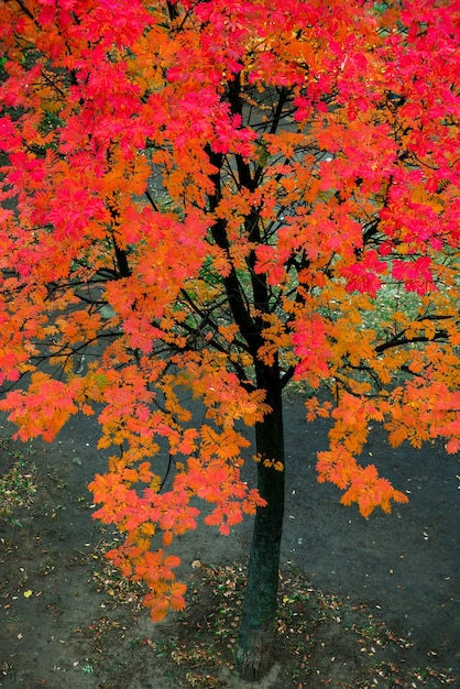 Farbenfroher Herbst