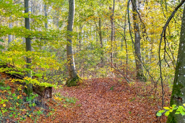 farbenfroher Herbstwald