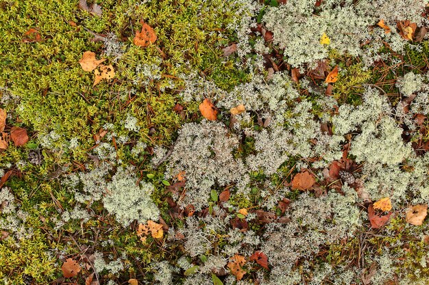 Foto farbenfroher moos-hintergrund - polytrichum formosum. am waldboden