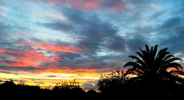 Farbenfroher Sonnenuntergang mit Palmensilhouette in HDR-Tonung