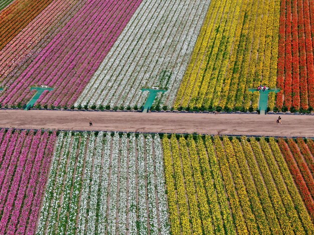 farbenfrohes Blumenfeld während der jährlichen Blüte, die von März bis Mitte Mai dauert