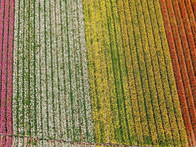 farbenfrohes Blumenfeld während der jährlichen Blüte, die von März bis Mitte Mai dauert