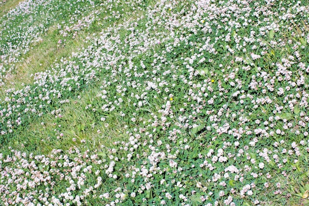 Farbfoto eines Kleefeldes im Gras