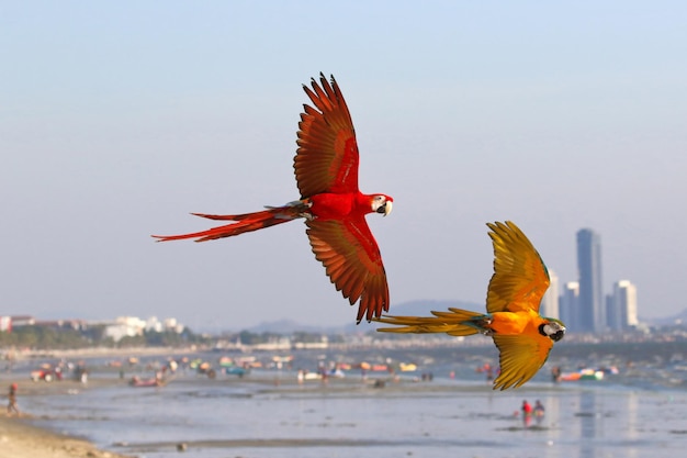 Farbige Ara-Papageien, die am Strand fliegen, frei fliegende Vögel