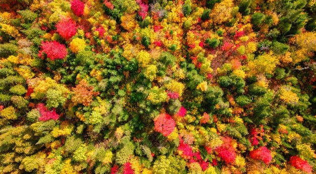 Foto farbige bäume im wald rot gelb orange und grün herbstzeit laub