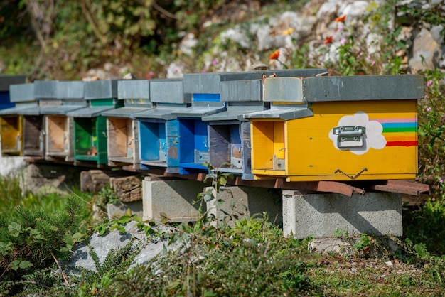 Farbige Bienenstöcke aus Holz