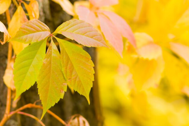 Farbige Blätter von wilden Trauben auf verschwommenem Hintergrund Farbige Herbstblätter in der Sonne