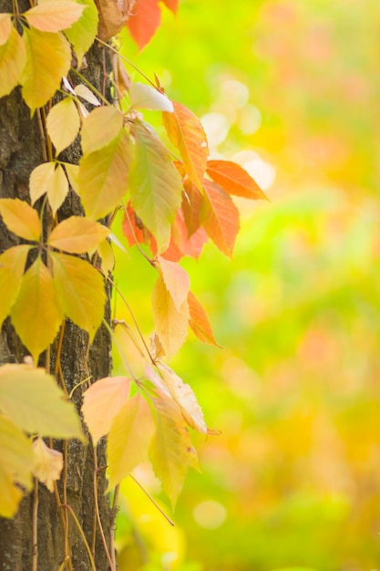 Farbige Blätter von wilden Trauben auf verschwommenem Hintergrund Farbige Herbstblätter in der Sonne