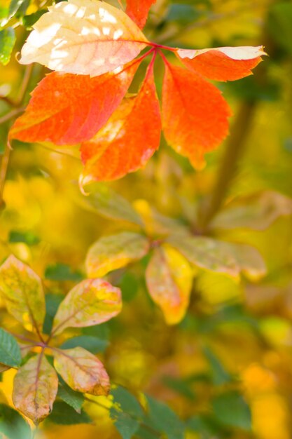 Farbige Blätter von wilden Trauben auf verschwommenem Hintergrund Farbige Herbstblätter in der Sonne