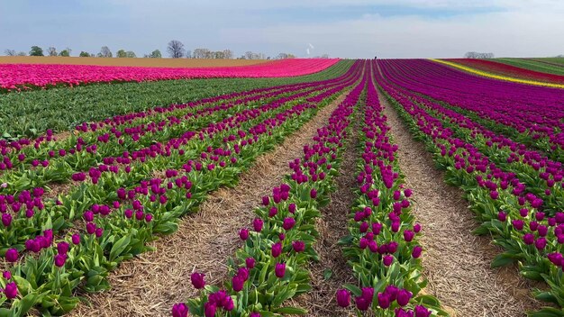 Farbige, blühende Tulpenfelder an einem bewölkten Tag in den Niederlanden