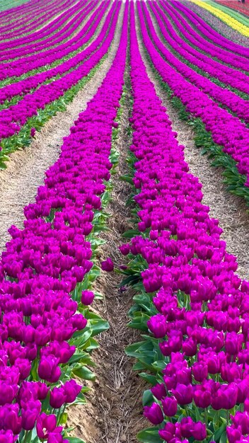 Farbige, blühende Tulpenfelder an einem bewölkten Tag in den Niederlanden