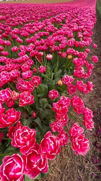 Farbige, blühende Tulpenfelder an einem bewölkten Tag in den Niederlanden