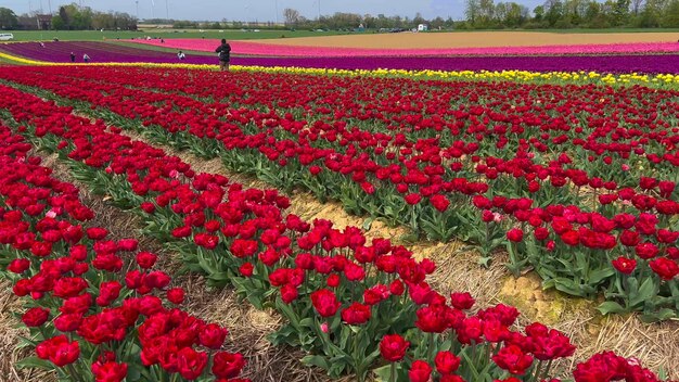 Farbige, blühende Tulpenfelder an einem bewölkten Tag in den Niederlanden