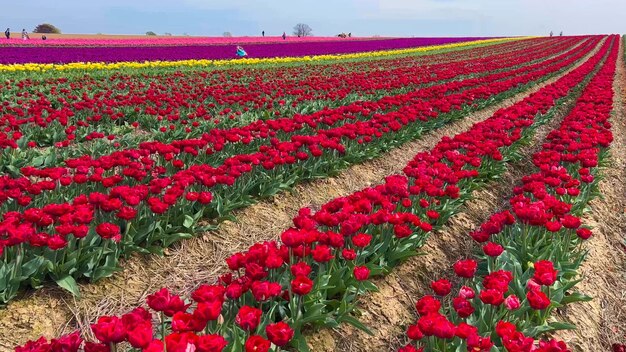 Farbige, blühende Tulpenfelder an einem bewölkten Tag in den Niederlanden