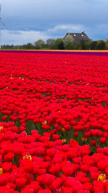 Farbige, blühende Tulpenfelder an einem bewölkten Tag in den Niederlanden