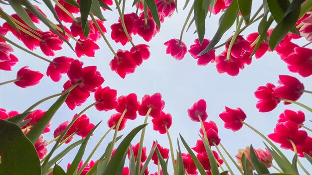 Farbige, blühende Tulpenfelder an einem bewölkten Tag in den Niederlanden