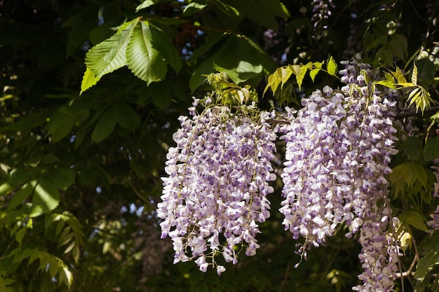 Foto farbige, blühende wildblumen im frühling