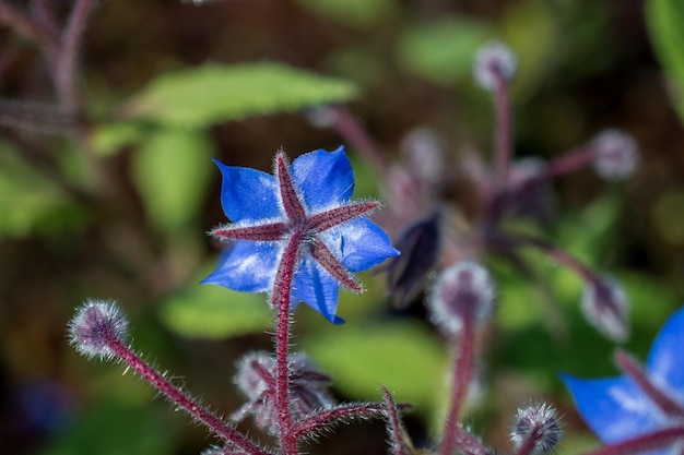 Foto farbige, blühende wilde frühlingsblumen in sicht