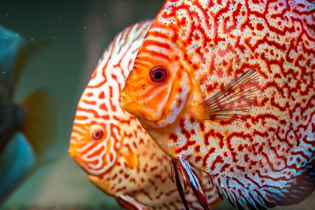 Farbige Fische der Species Symphysodon discus im Aquarium