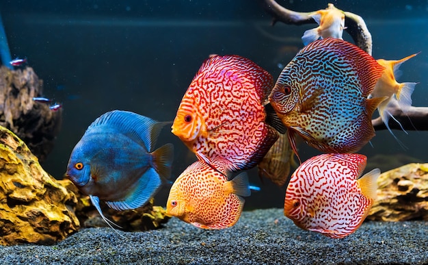 Farbige Fische der Species Symphysodon discus im Aquarium