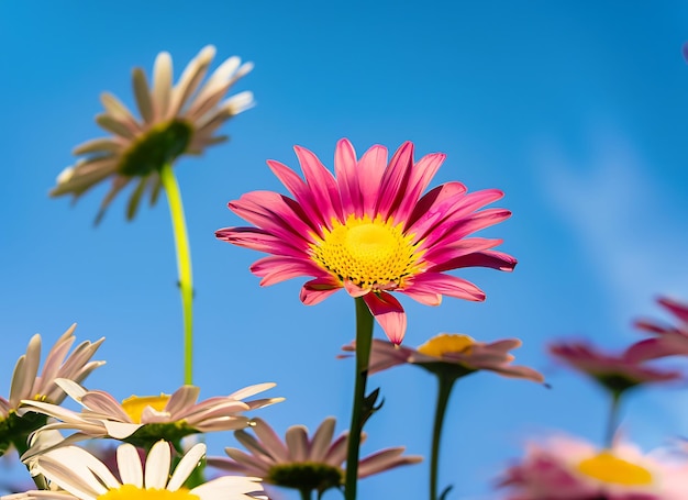 Farbige Gänseblümchen unter dem blauen Sonnenschein