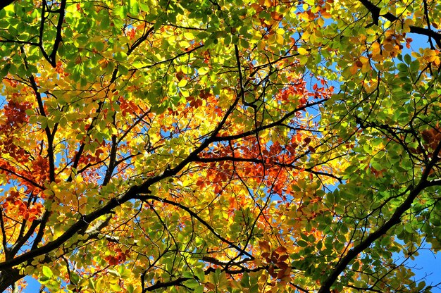 Farbige Herbstblätter in einem Wald